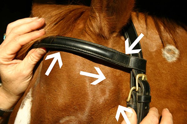 how to fit a bridle browband